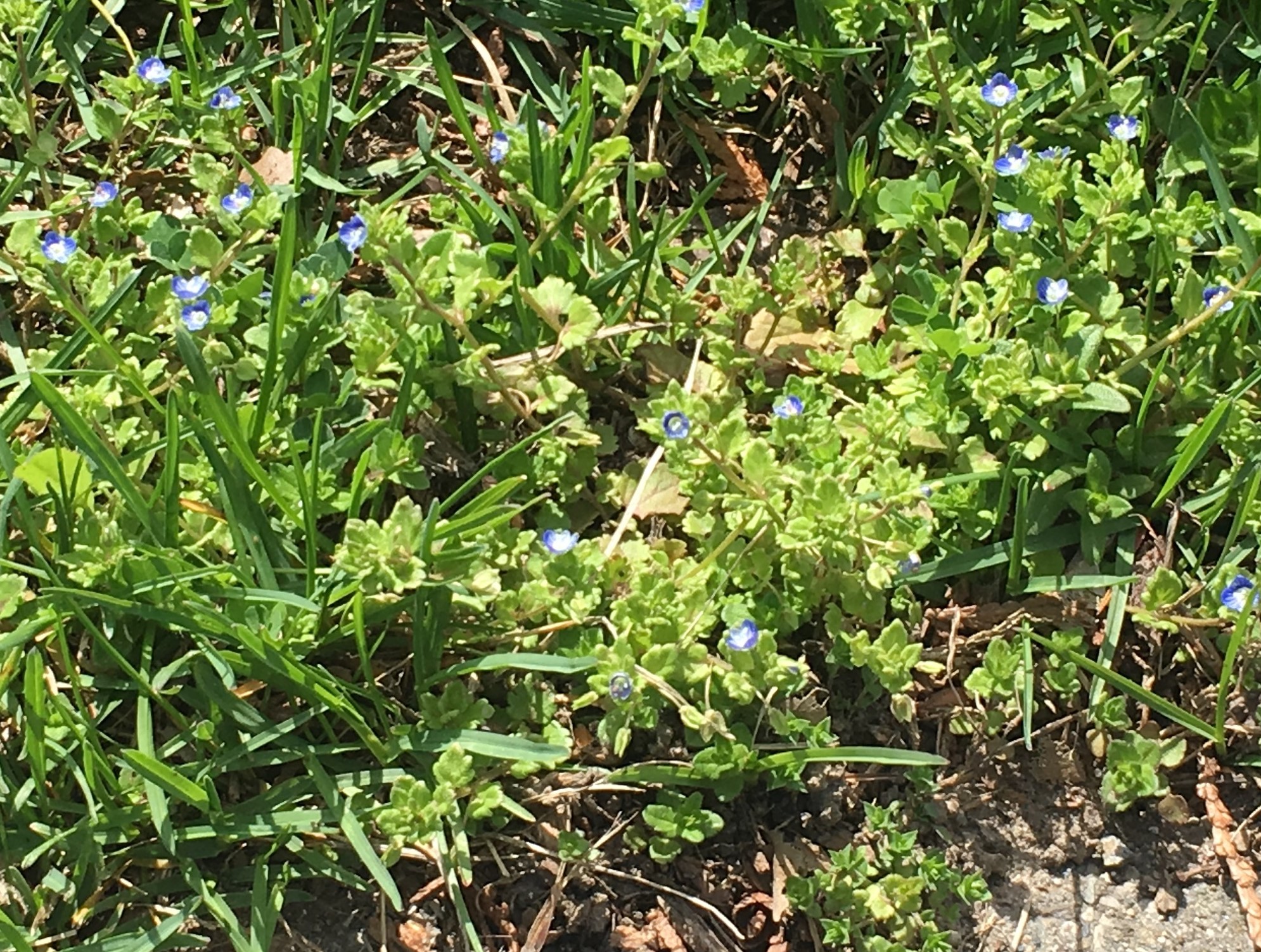 Persian speedwell small plant